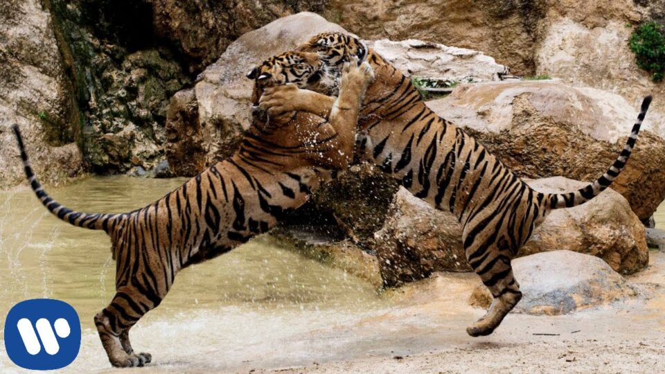 Rudimental – Right Here ft. Foxes