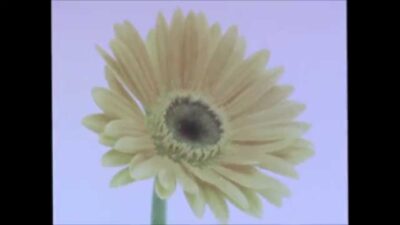 Citizen – Yellow Love