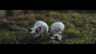 alt-J – In Cold Blood