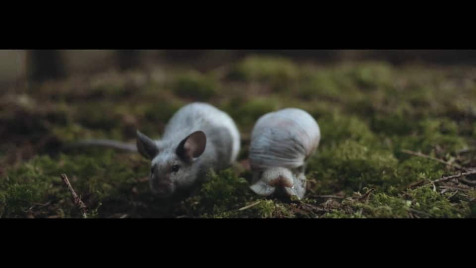 alt-J – In Cold Blood