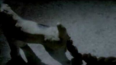 Mogwai – Friend of the Night