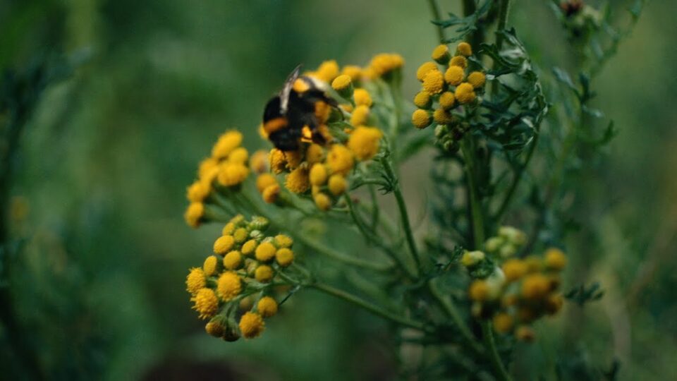 Washed Out – Paralyzed