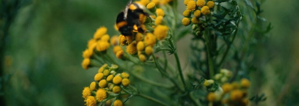 Washed Out – Paralyzed