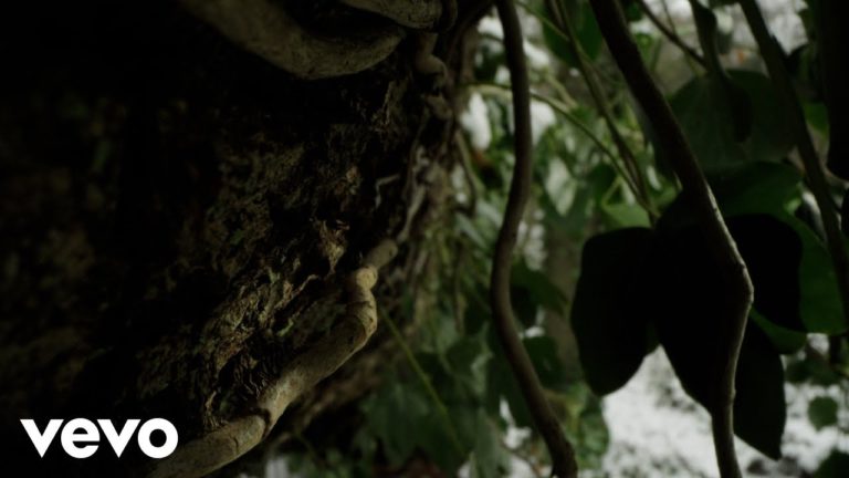 Ludovico Einaudi – The Tree music video