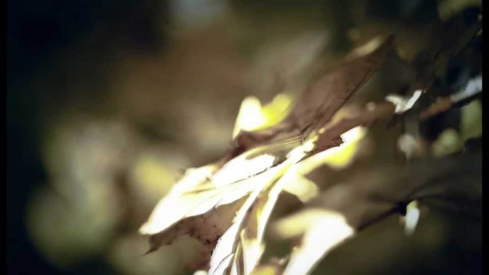 Ludovico Einaudi – Walk