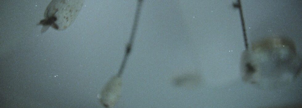 GHOSTWOMAN – that Jesus