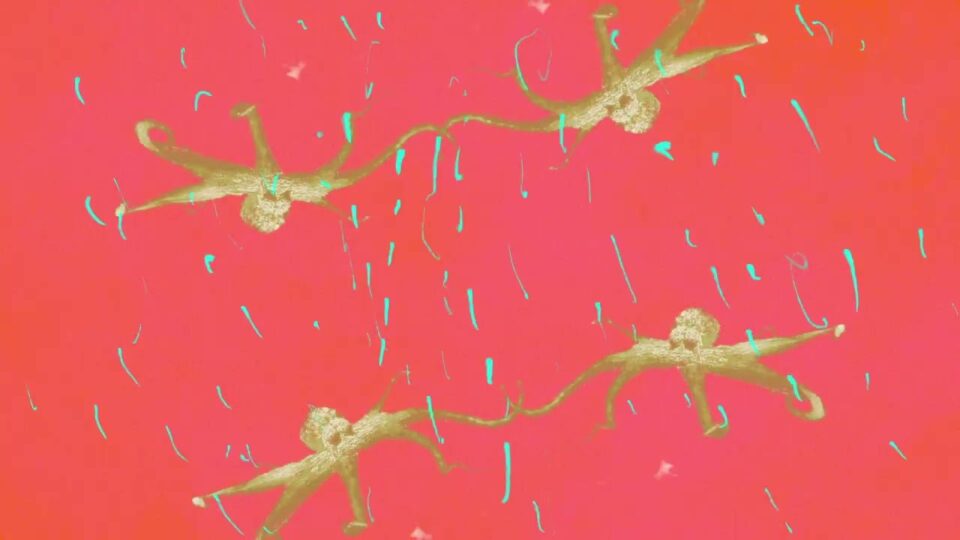 Sunflowers – Chameleon Kid