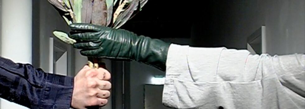 Blue Hawaii – Best Friend