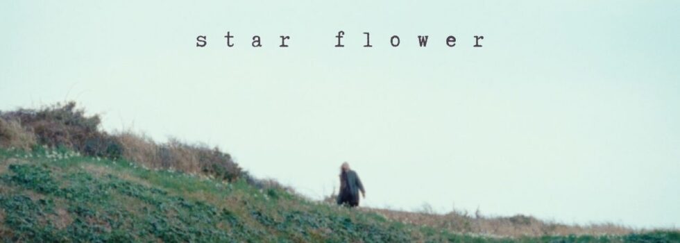 Chilli Beans – star flower