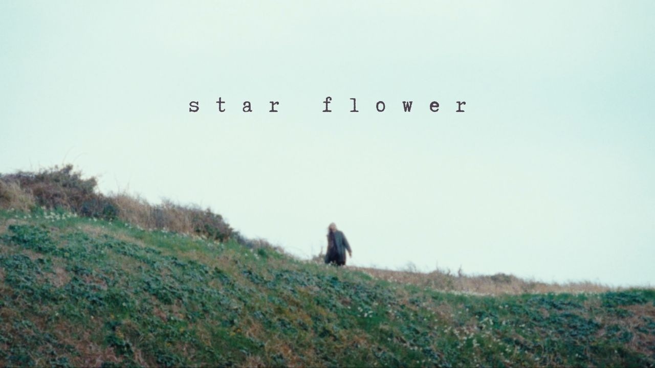 Chilli Beans – star flower