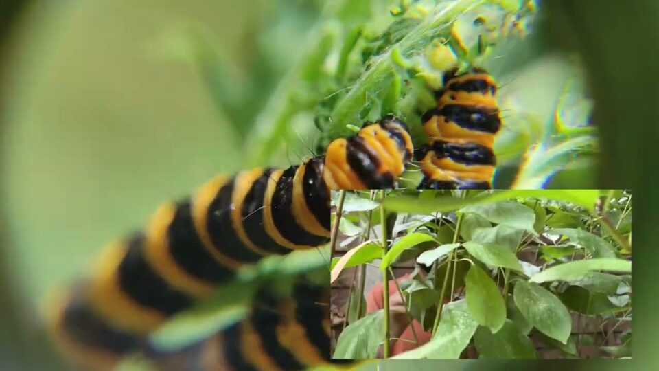 Dog Chocolate – Green Stuff