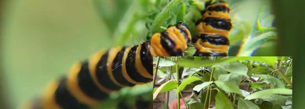 Dog Chocolate – Green Stuff