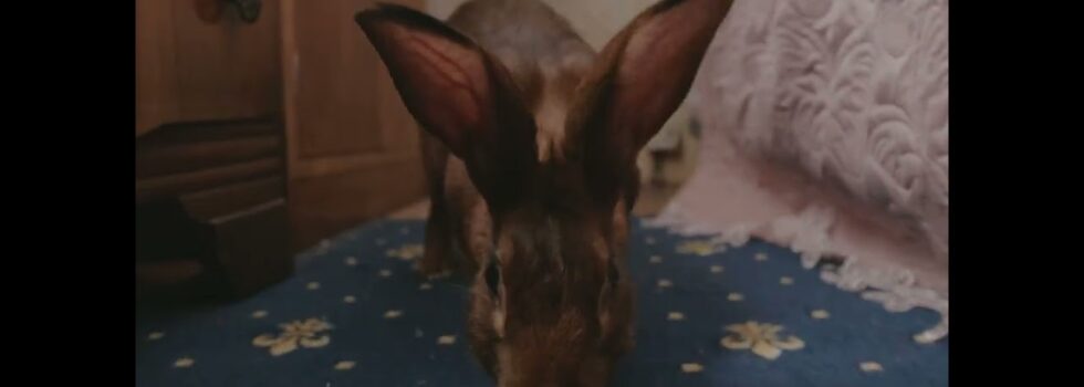 Florence Road – Hanging Out To Dry